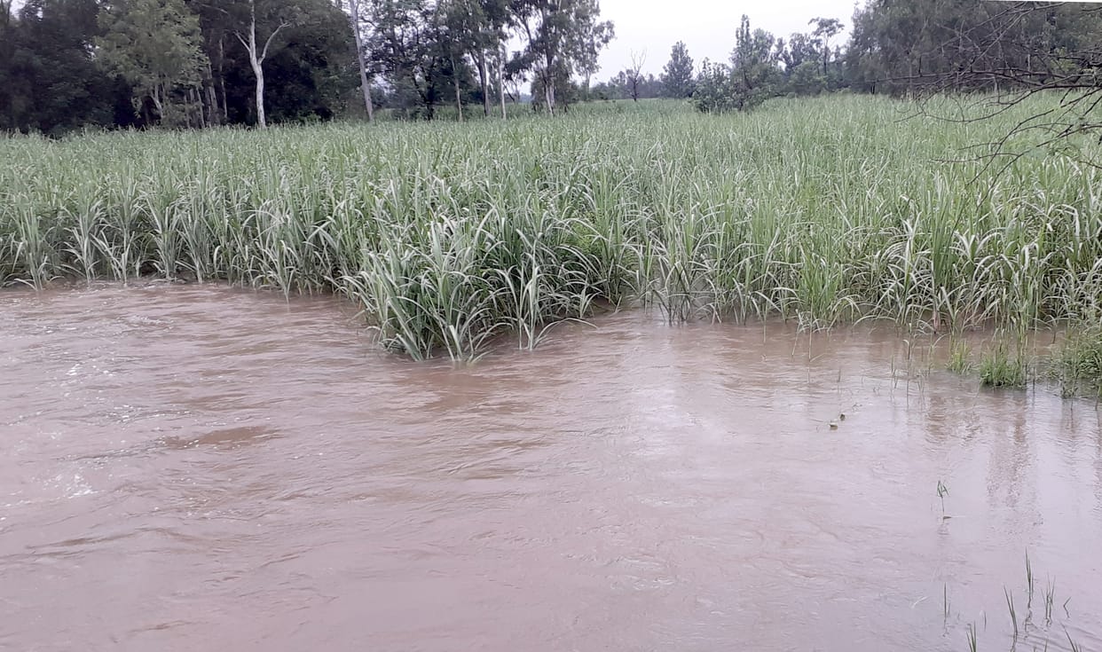Yellow, stream and banali are boiling, water enters the fields