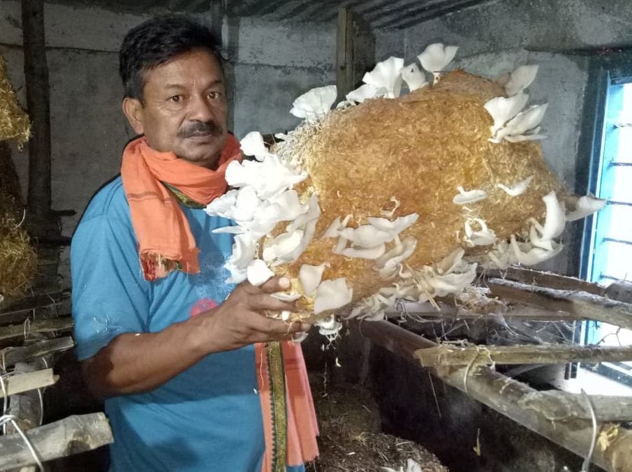 B.Tech. Adopted Mushroom Business