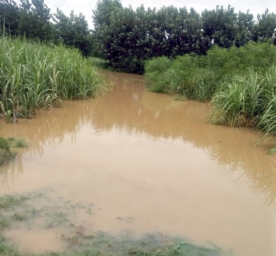Ganga and Malan's stream still in spate