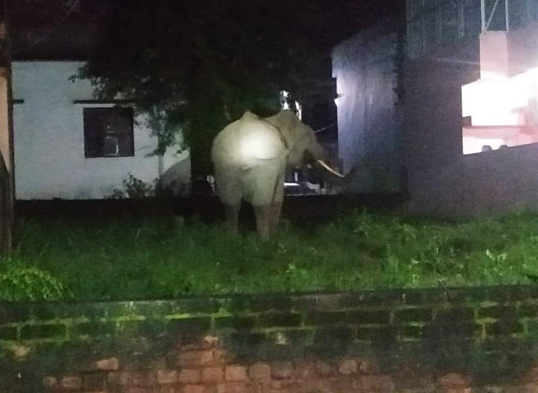 Tusker elephant enters once again in Bilkeshwar Colony