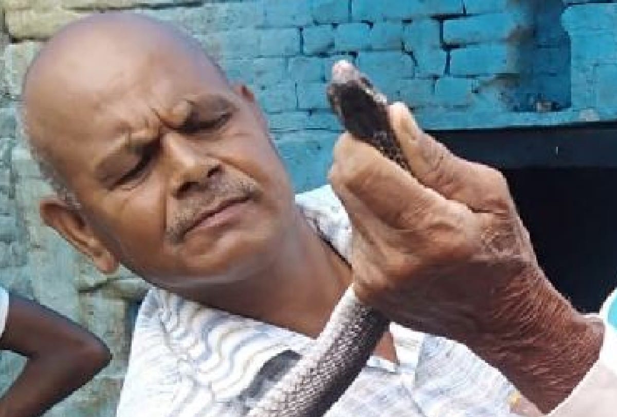 Four feet tall cobra snake wrapped in old man hand during rescue