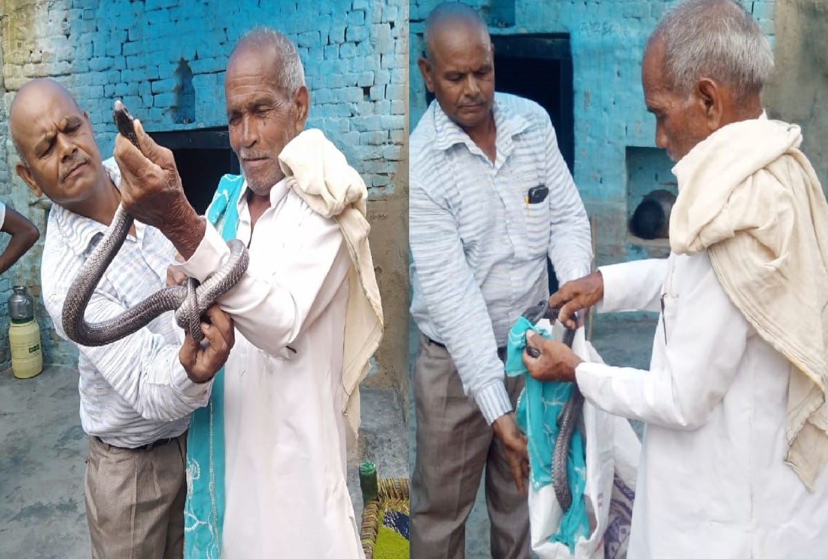 Four feet tall cobra snake wrapped in old man hand during rescue
