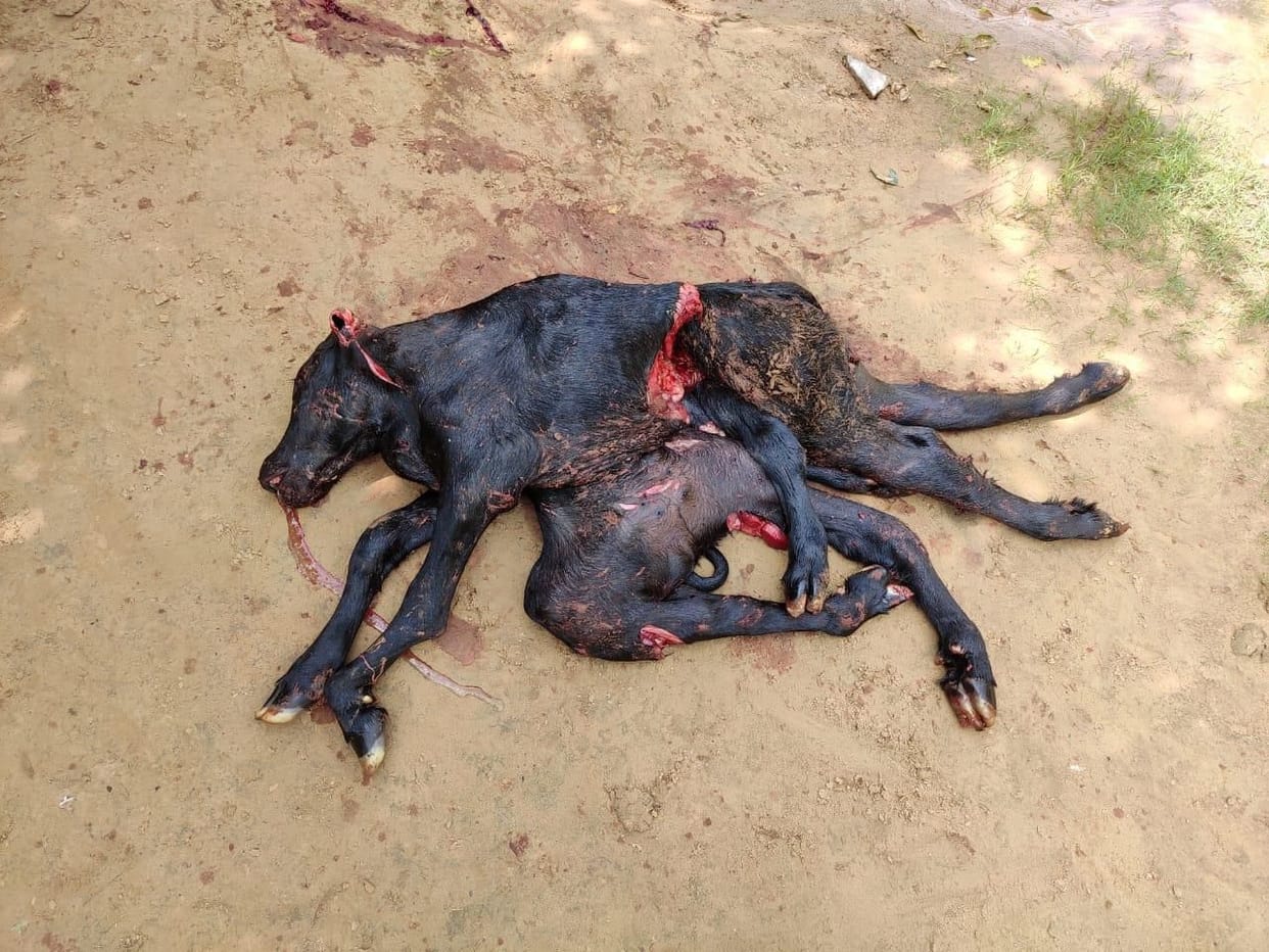 seven legs buffalo child born, operation, mahendragarh