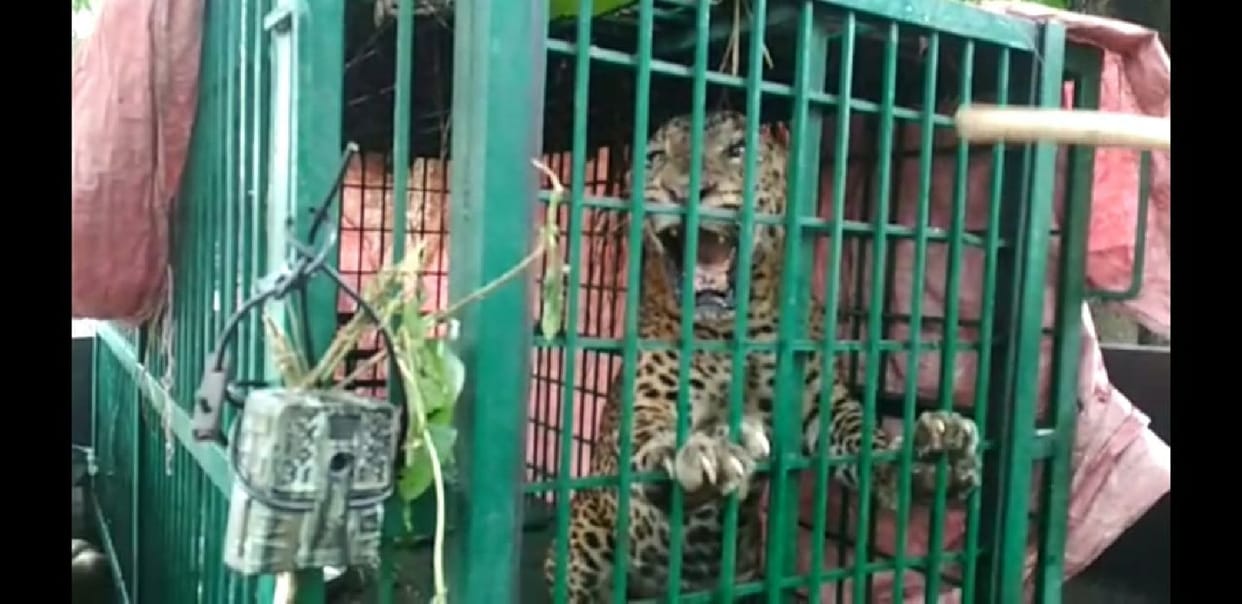 Leopard caught in a cage in Golhana village