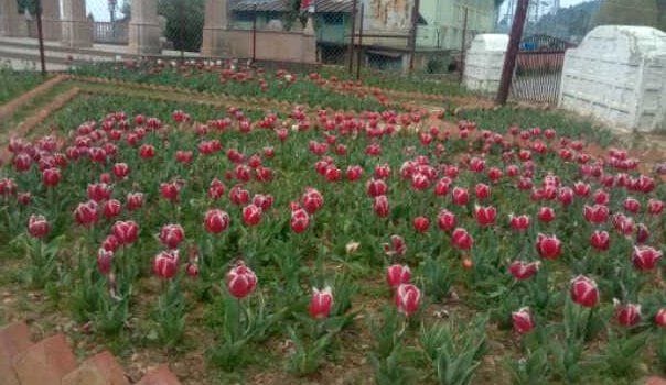 Tulip Garden in Mostamanu