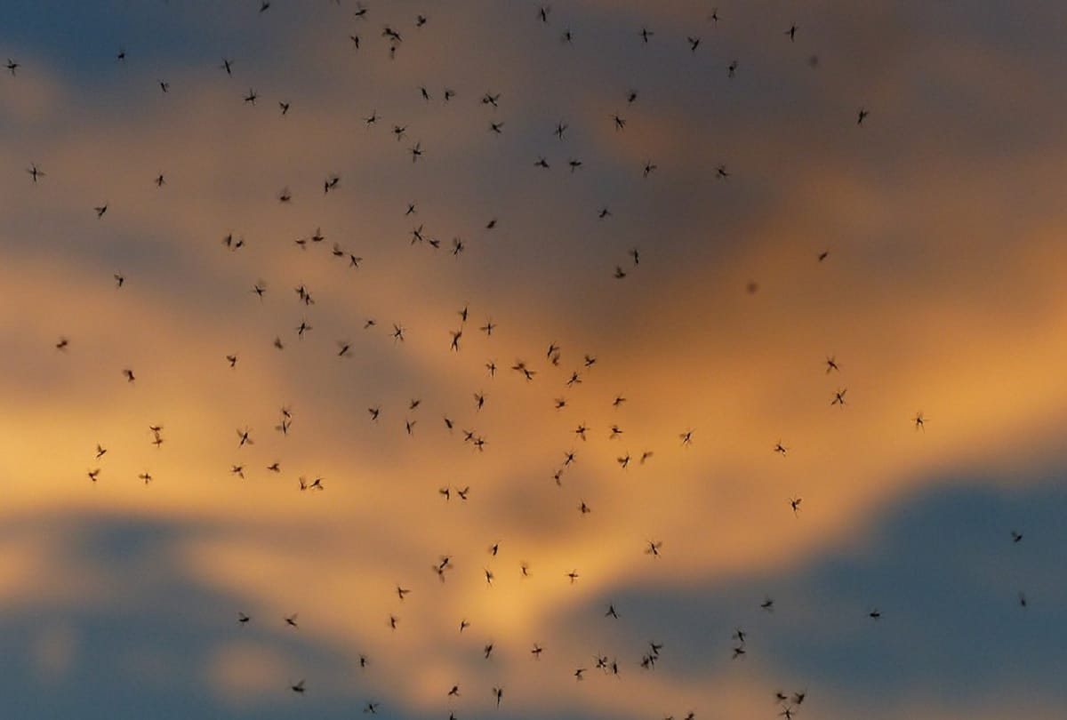 Millions of mosquitoes will be released in America to fight dengue and zika virus