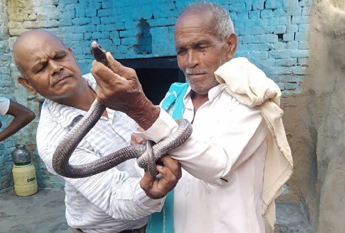 Four feet tall cobra snake wrapped in old man hand during rescue