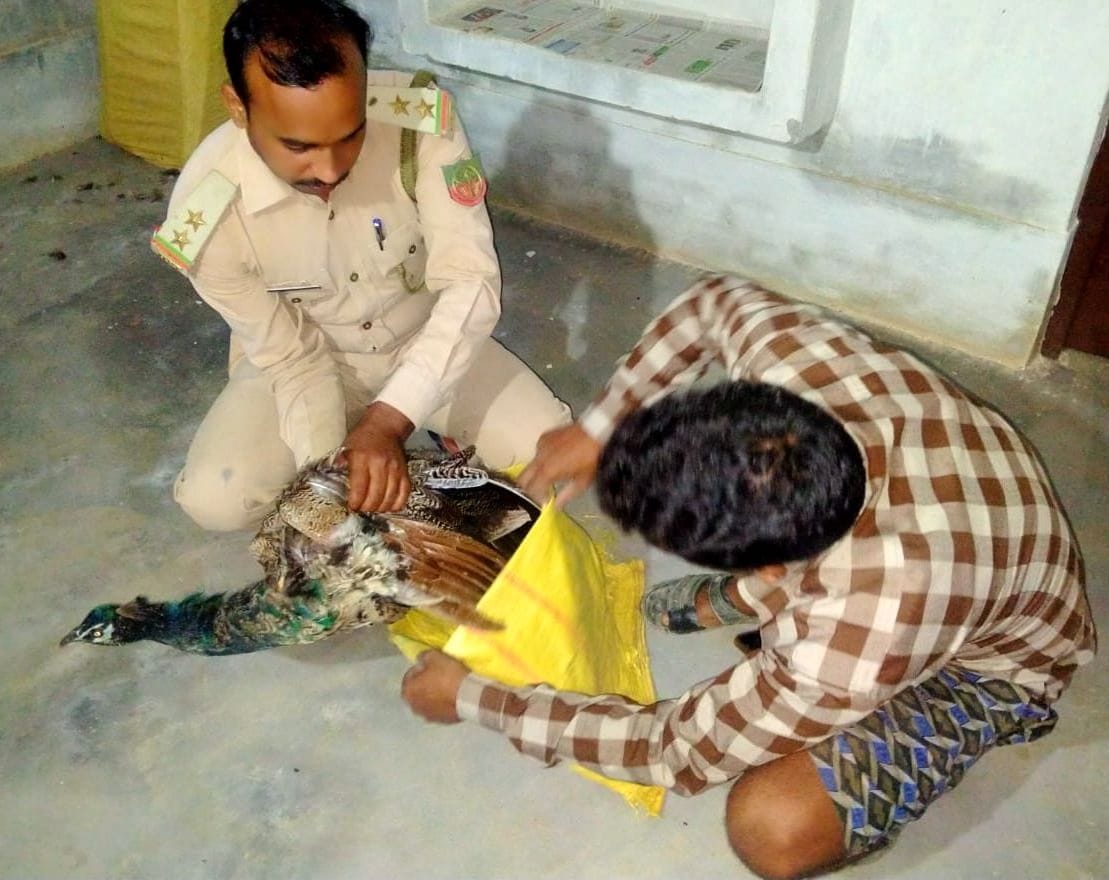 peacock injured in hardoi
