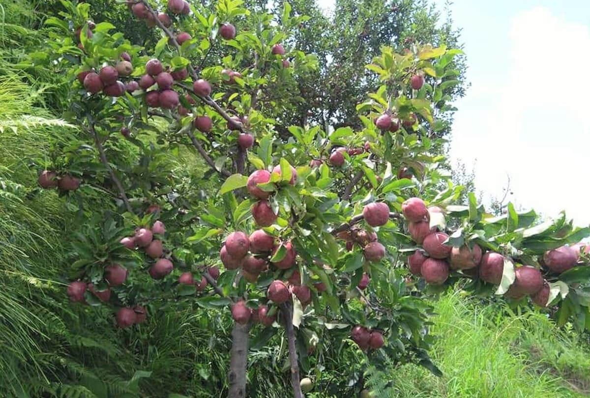 uttarakhand news : manoj leaving his job and earning good money by producing apples