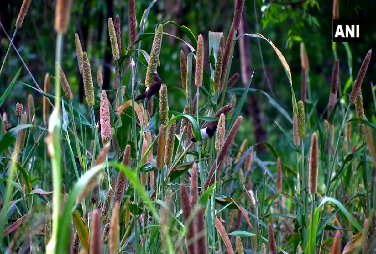 farmer in Coimbatore grows pearl millet & sorghum on his half-acre land to feed birds.