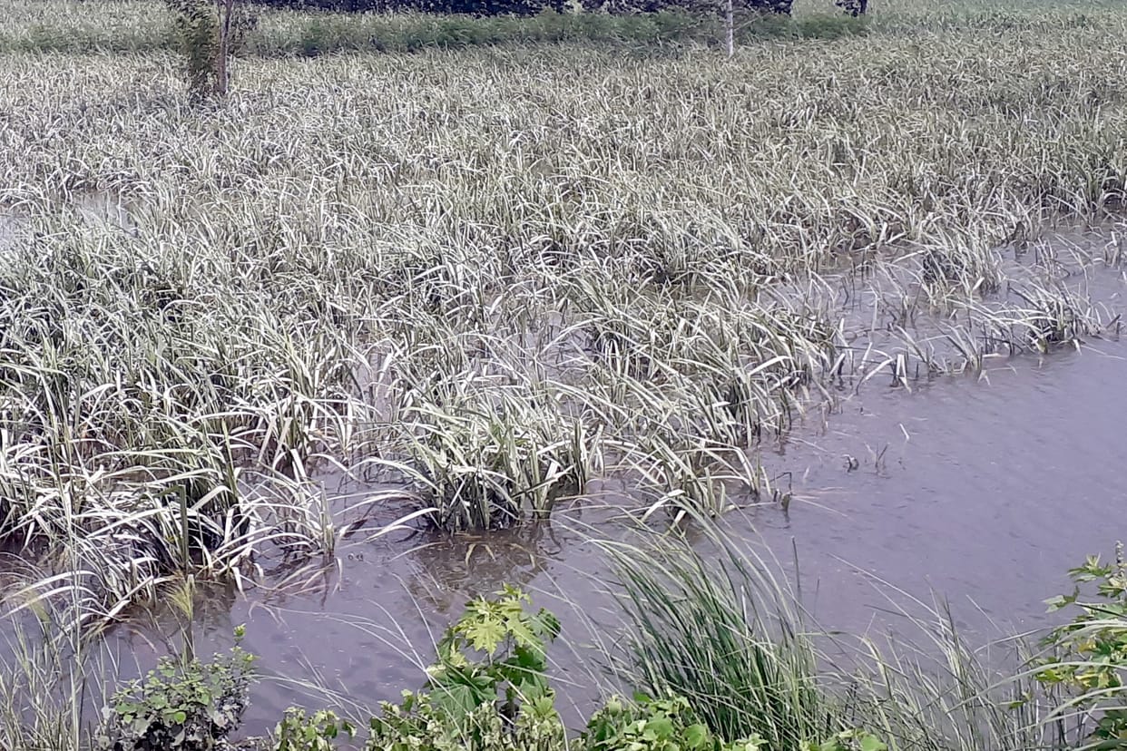 Water level decreased, but crops still submerged
