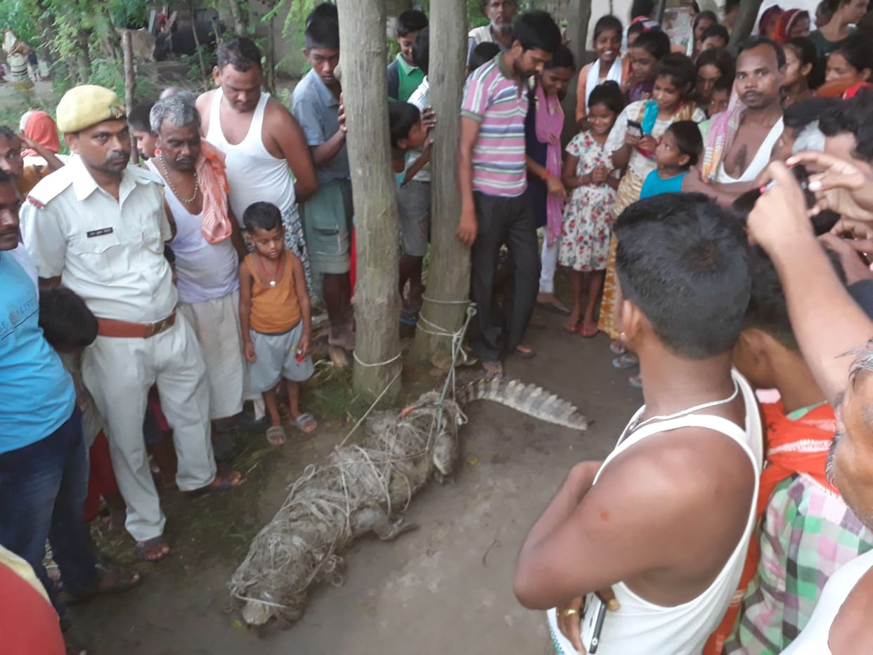 Crocodile reached Gangapur, youth caught