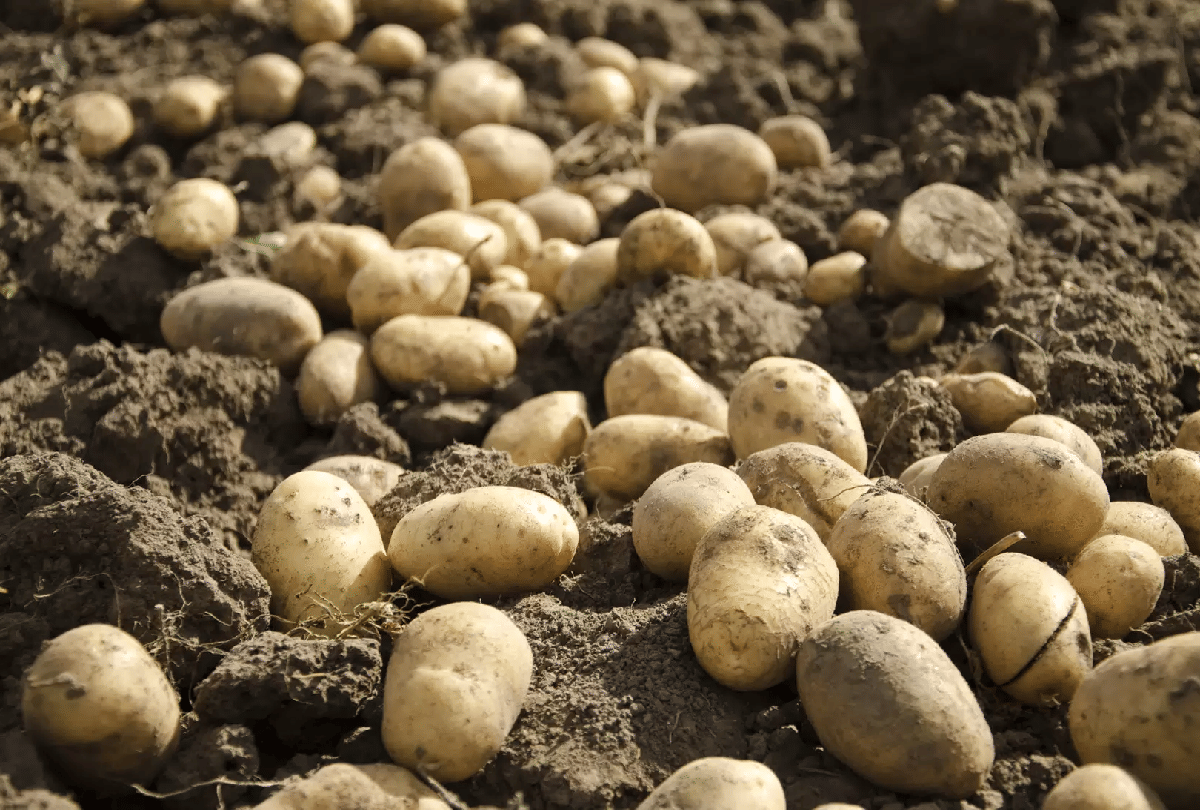 Jammu and Kashmir: Shortage of fresh potatoes in the market, bumper production of potatoes prepared in Bani