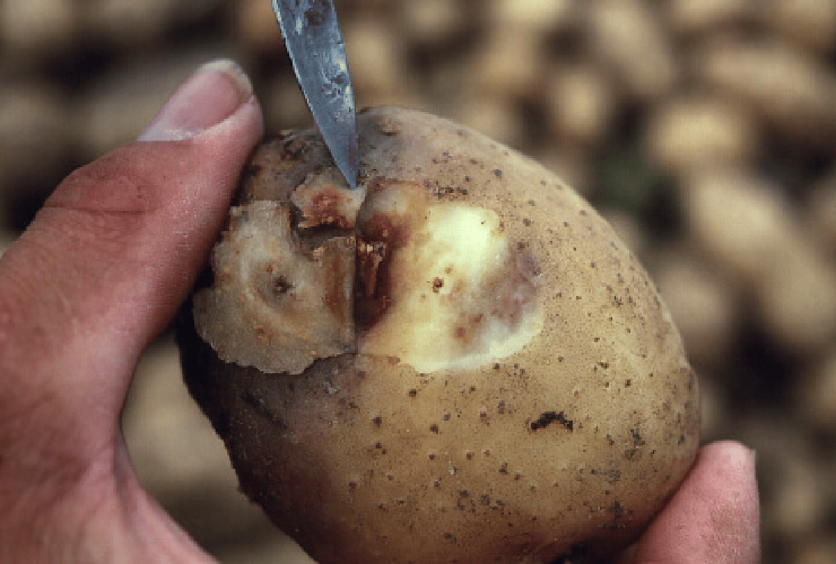 great famine ireland where millions of people died due to potato