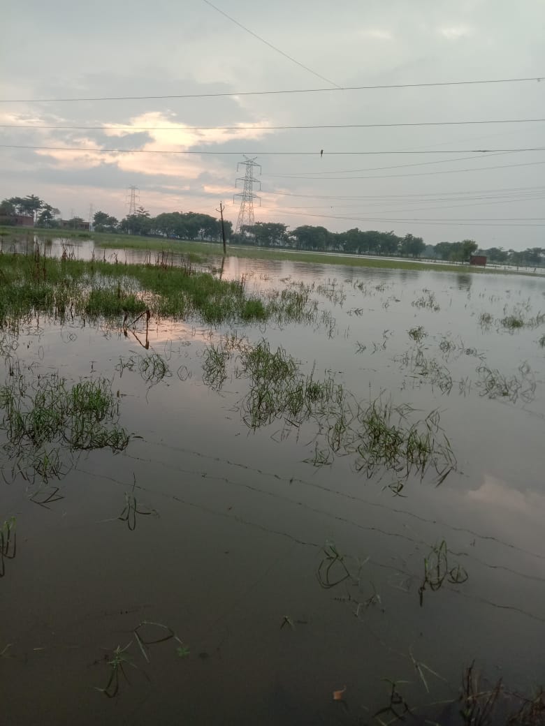 40 hectare crop devastated by floods, farmers plead