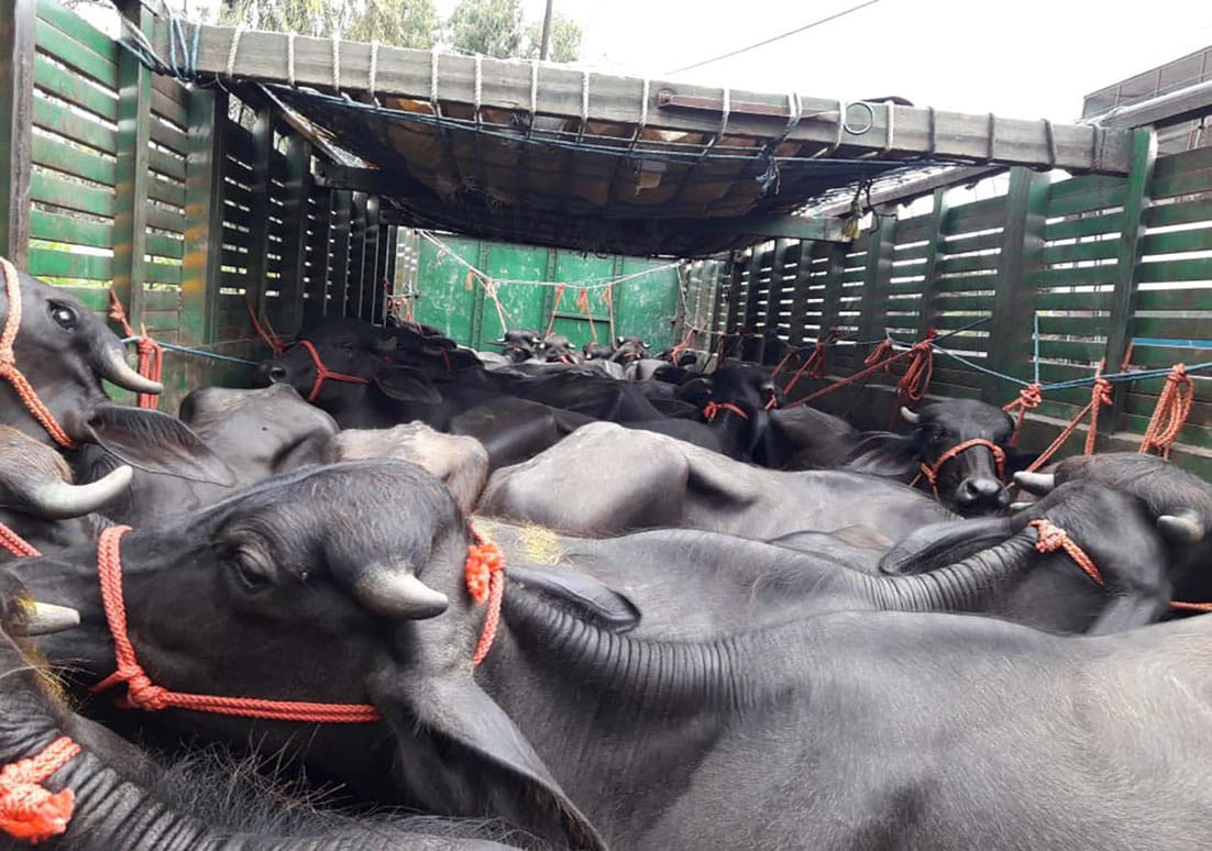 Truck caught with 37 animals, three smugglers caught