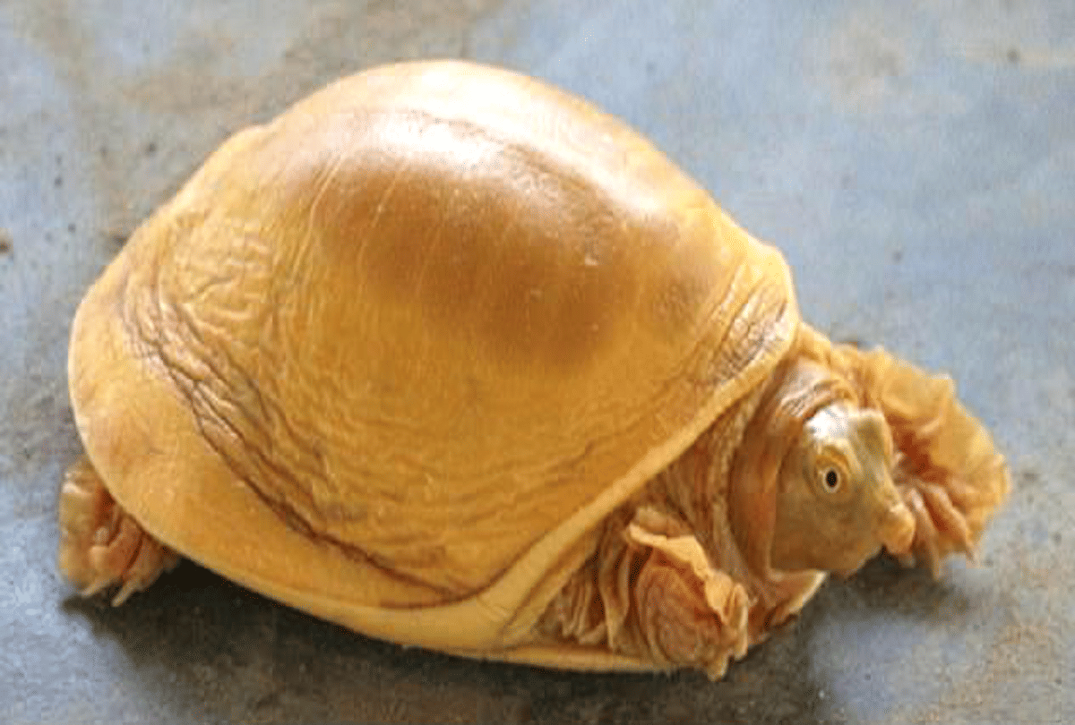 rare species yellow turtle found in nepal color change due to ultra rare genetic mutation