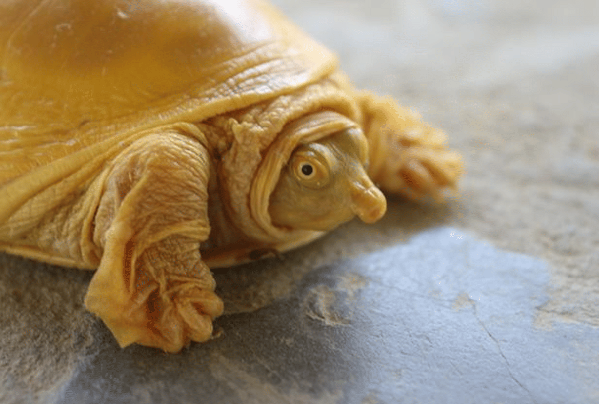 rare species yellow turtle found in nepal color change due to ultra rare genetic mutation