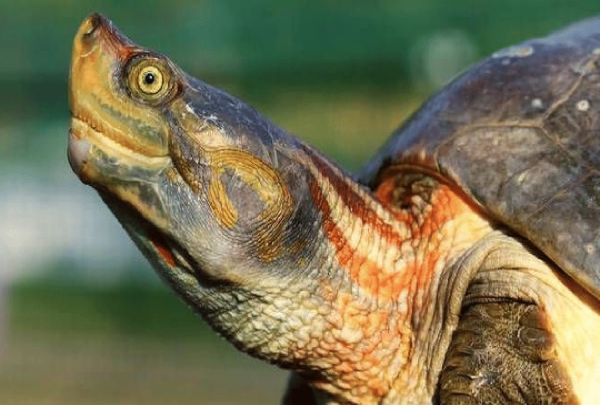 rare species yellow turtle found in nepal color change due to ultra rare genetic mutation
