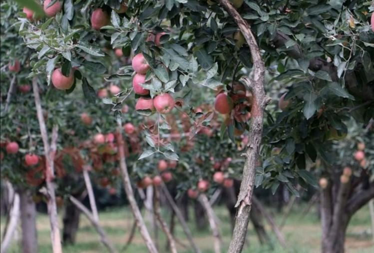 Kashmir Apple, Kashmir Apple Season Time And Varieties Amar Ujala