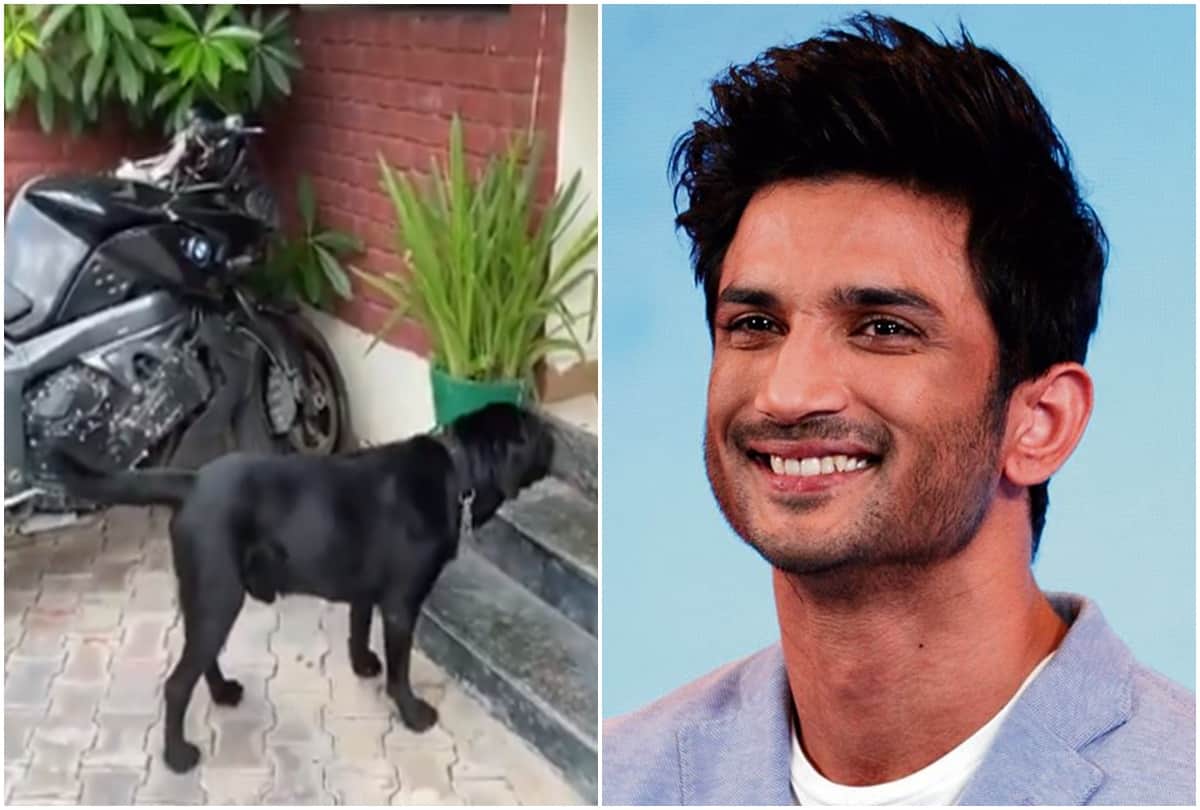 Actor Sushant Singh Rajput transferred money for the dogs Amar Akbar and Anthony care