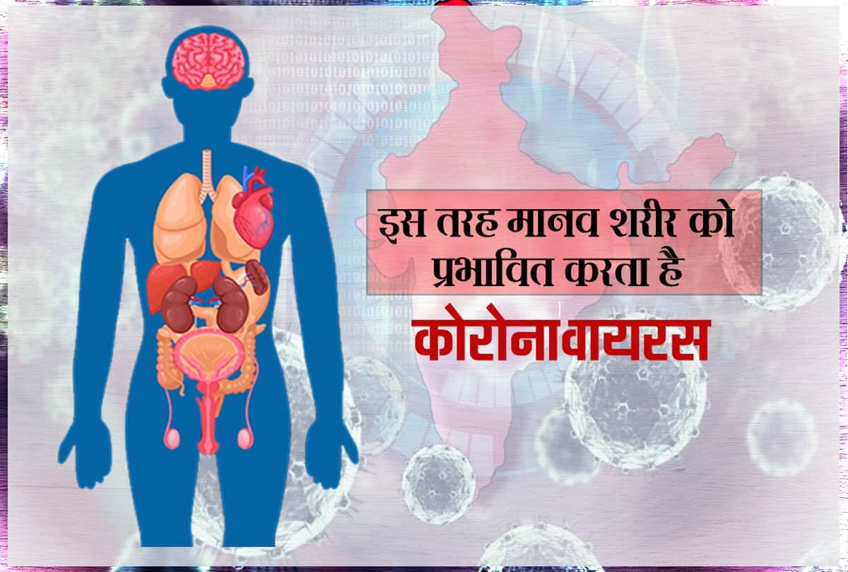 how coronavirus damage human organ, Covid effects on lungs, liver, kidney sars cov 2 effect