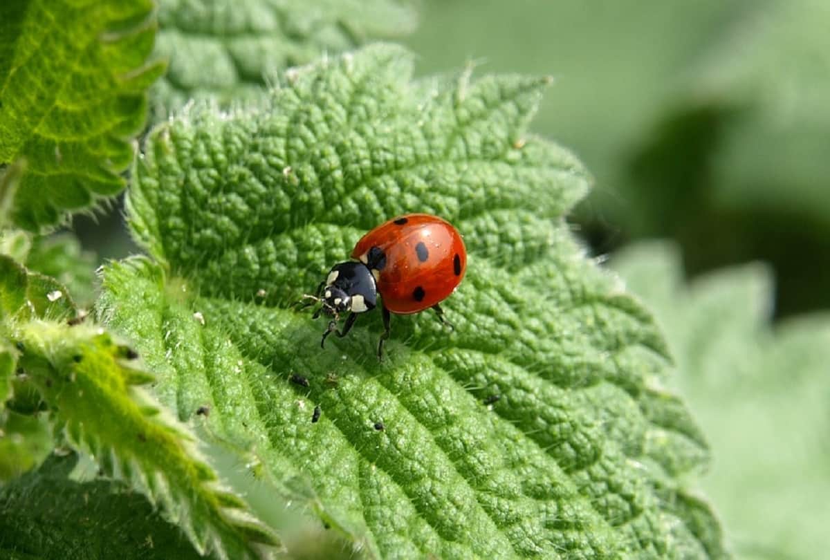 CoronaVirus Covid 19 Vaccine News Updates China Coronavirus vaccine updates in hindi China approves human trials for covid vaccine grown in insect cells