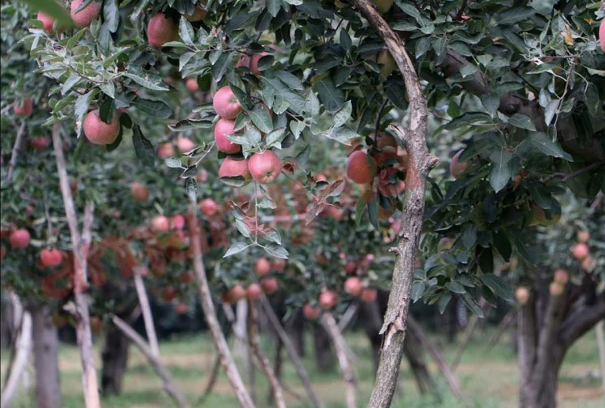apples of farmers of kashmir valley will be sold through e mandi