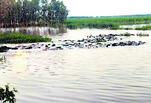 Flood threat in Mirganj-Amla after releasing water from Kalagarh dam