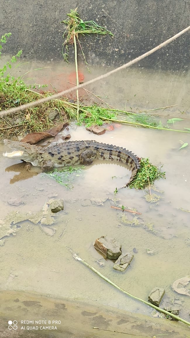 crocodile catched