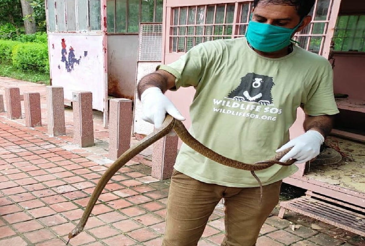 Five feet long snake enters police check post at west gate of Taj Mahal