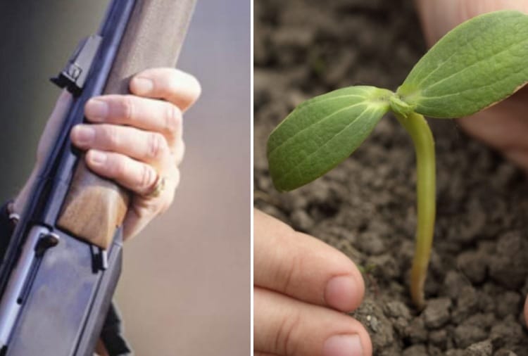 Arms license applicants will have to plant 10 tree in Ludhiana