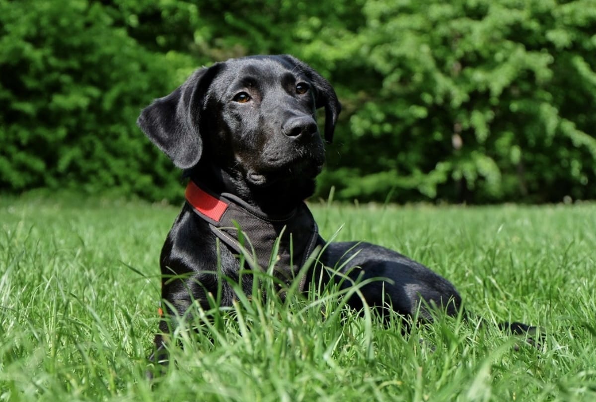 Delhi's first pet park to be built in Jangpura