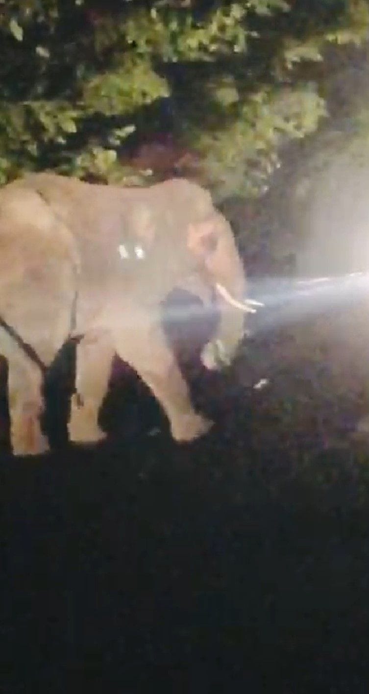 elephant came frome the forest on the road