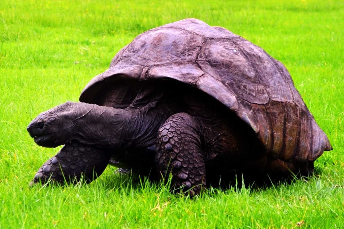 Smugglers sell turtles to remove Vastu defects
