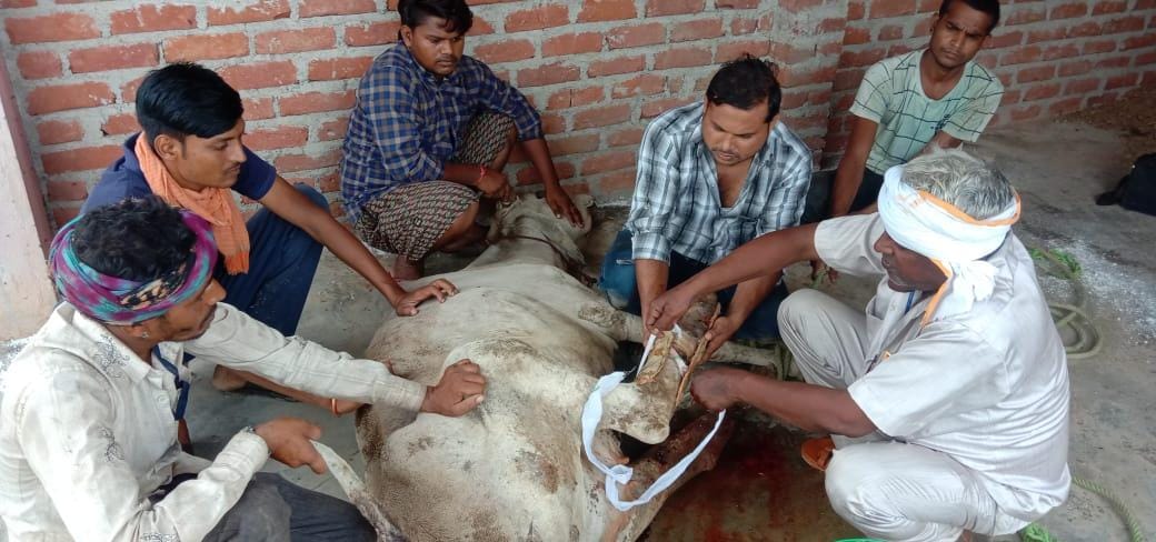 Nagar Panchayat will provide treatment to injured Anna cows