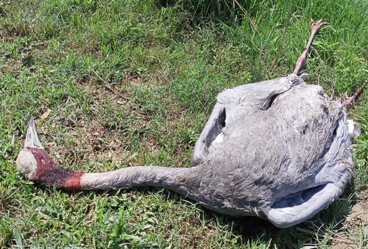 Stork bird found dead in suspicious condition at gorakhpur