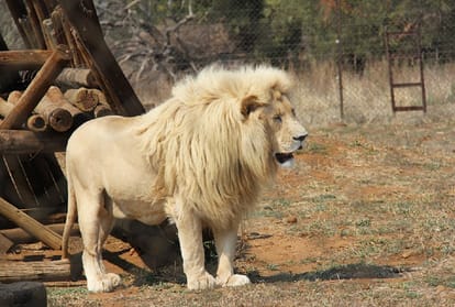 World Lion Day 2021 History and interesting facts of lion day