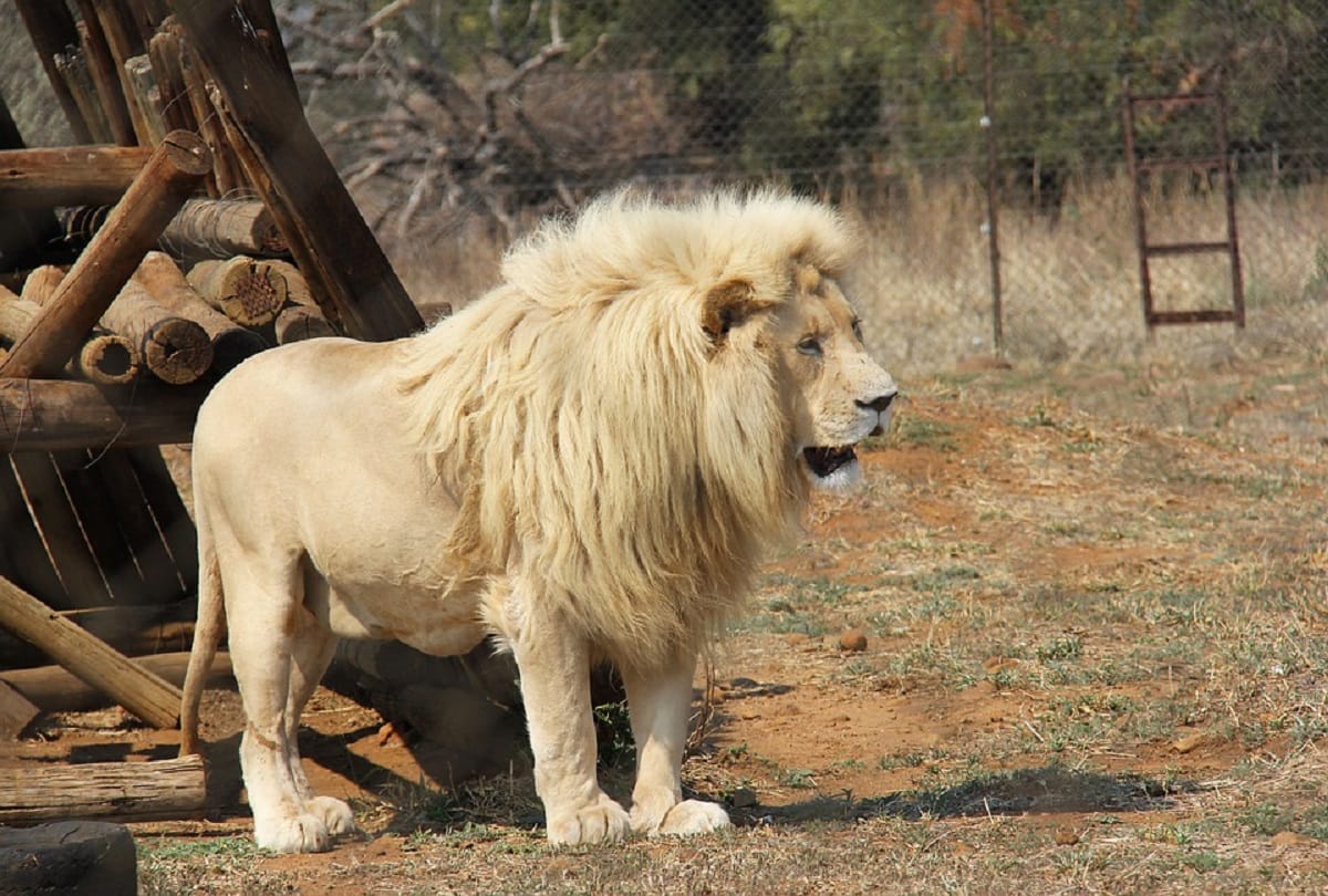 City of gold Johannesburg history and interesting facts