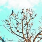 एयरफोर्स स्टेशन के करीब एक पेड़ पर बैठे पक्षी