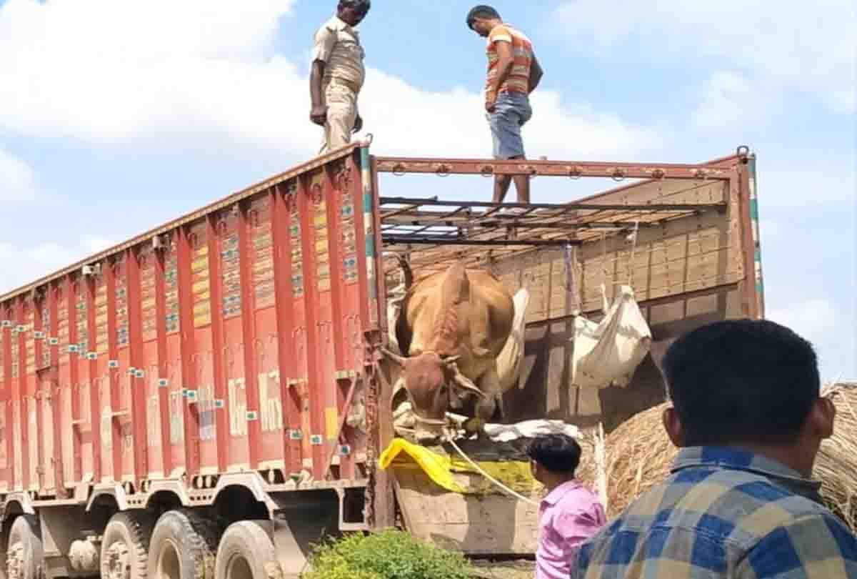 21 cows were hidden from the boxes of vegetables in the truck