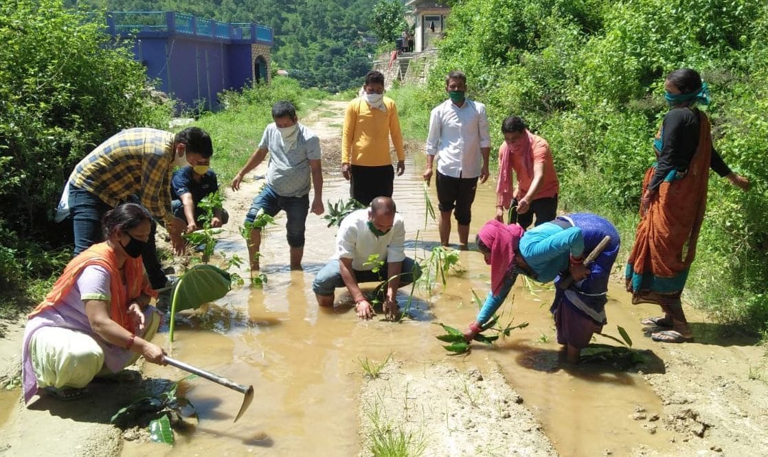 Protests by planting saplings on the road