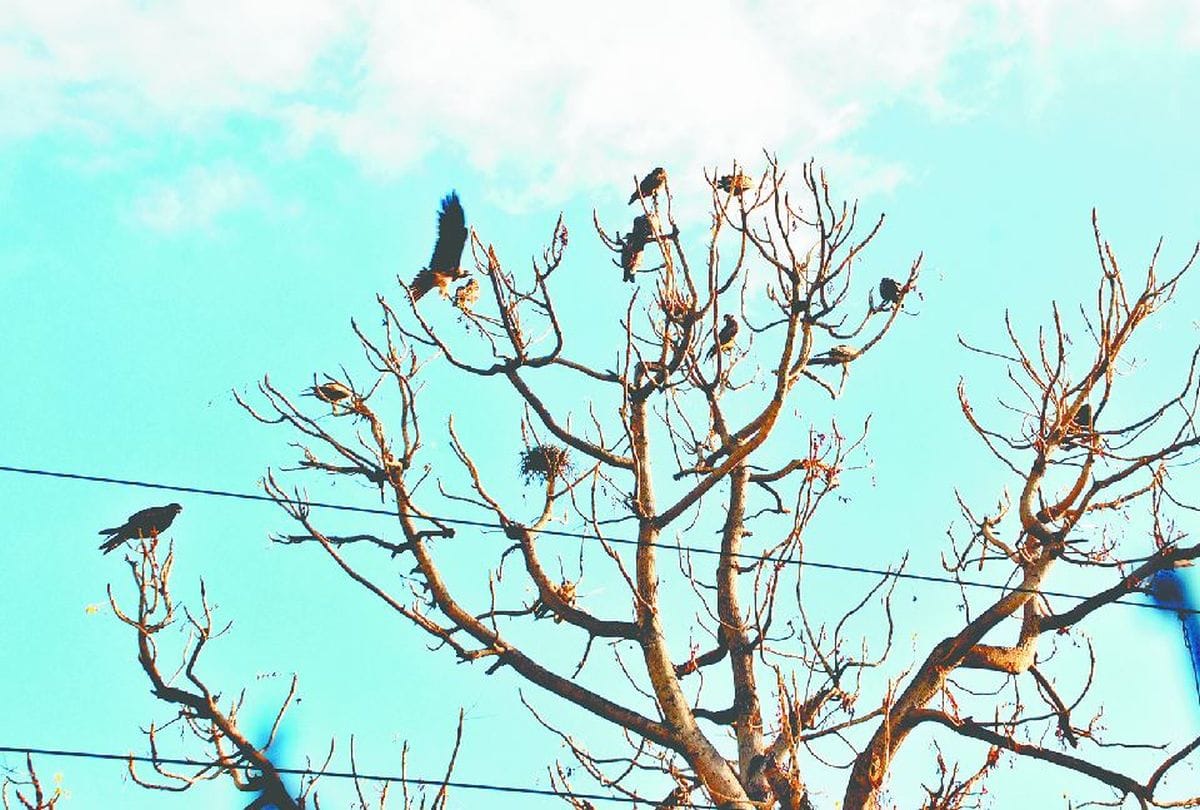 Birds Fly In No flying zone Air Force Complaint To Agra Dm