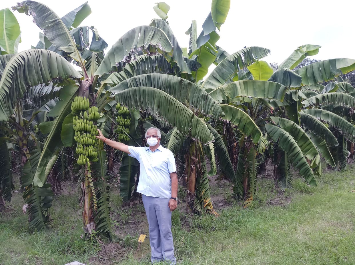 The kunwar of the royal family waved in banana cultivation