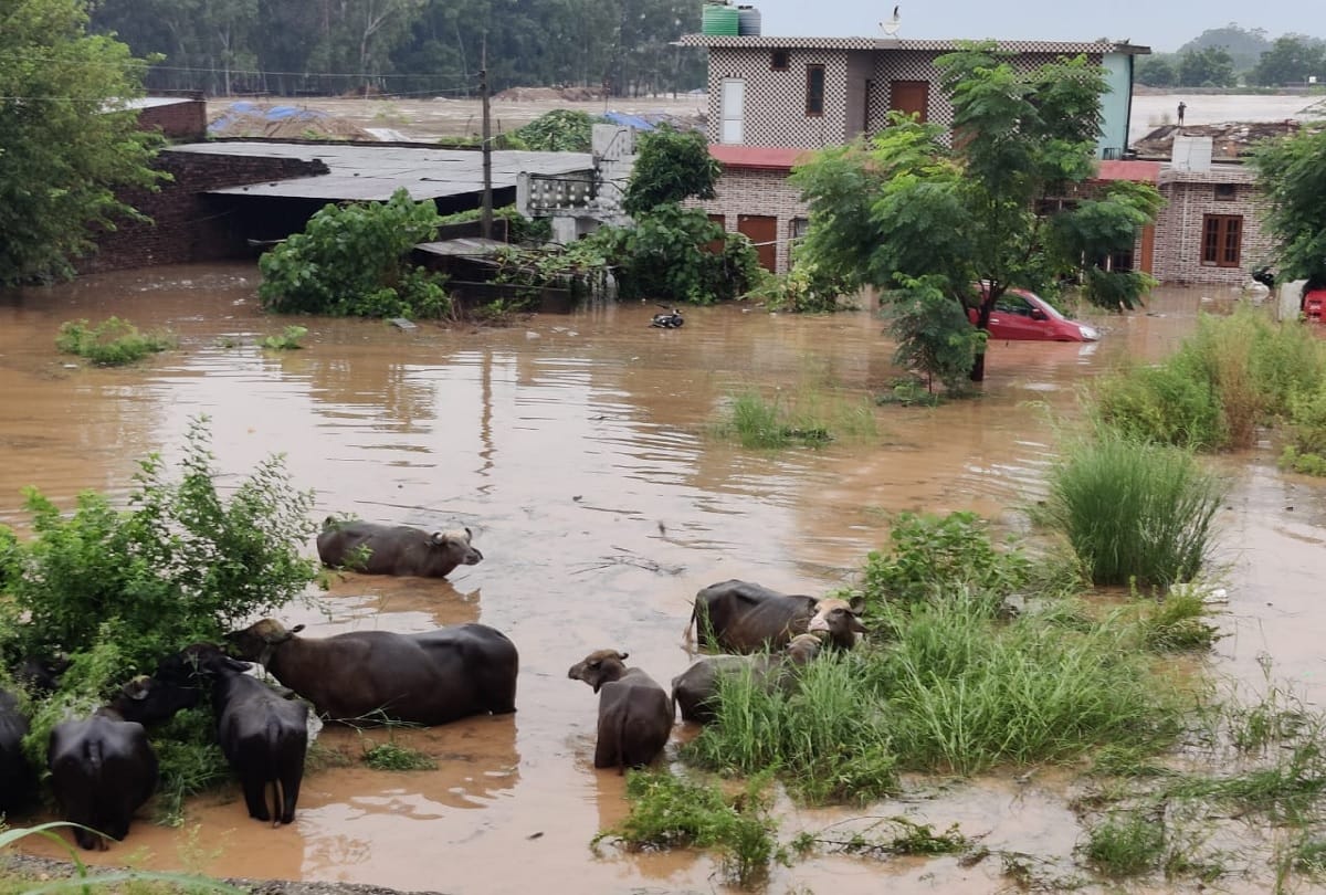 Jammu Kashmir Rain News: Flood-like situation in Rajouri district as Saktoh and Dharhali rivers are overflowing