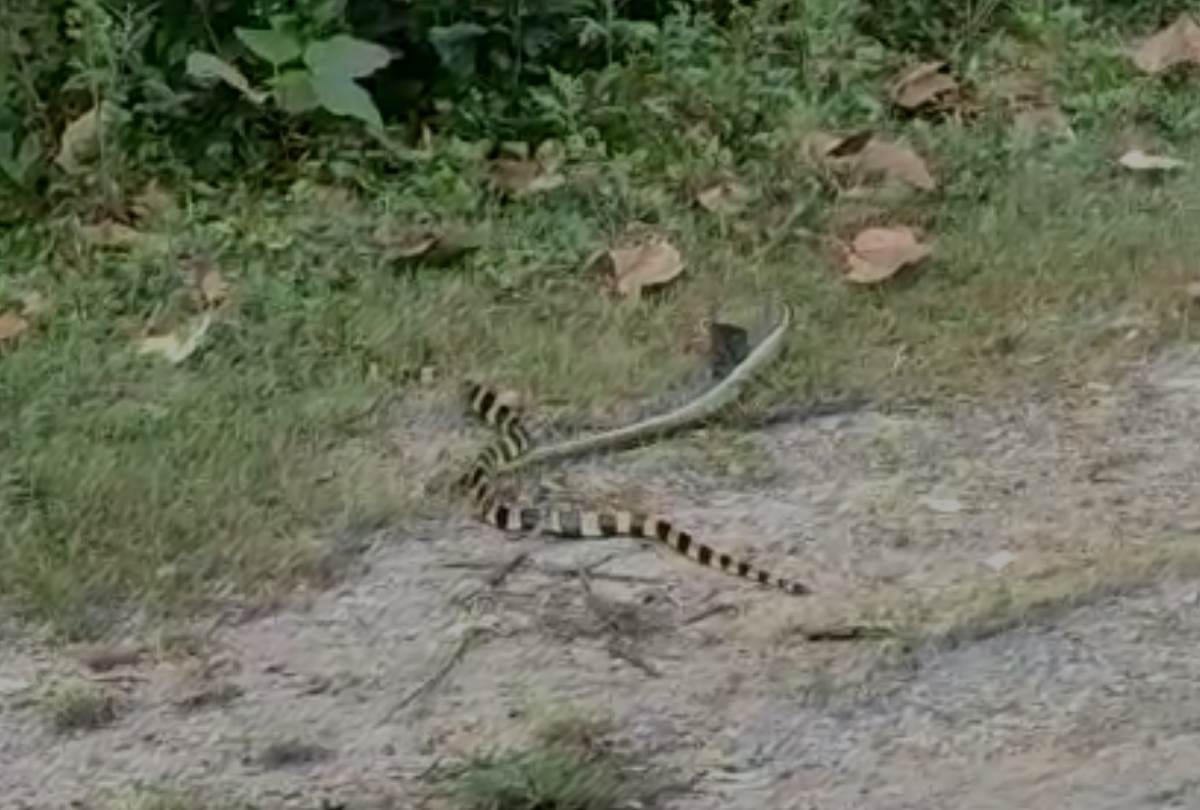 number of poisonous snakes increased in the forest in bahraich