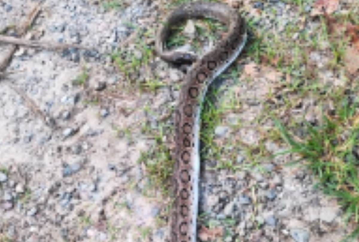 number of poisonous snakes increased in the forest in bahraich
