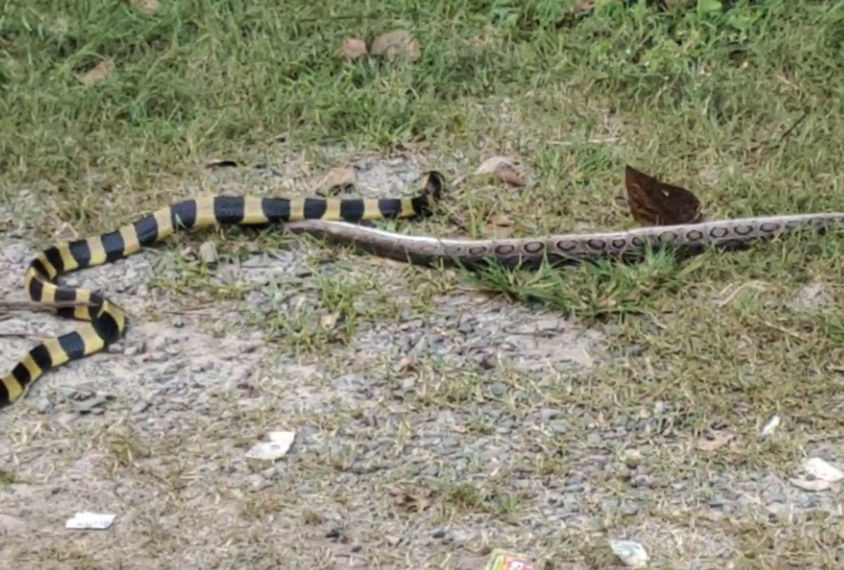 number of poisonous snakes increased in the forest in bahraich