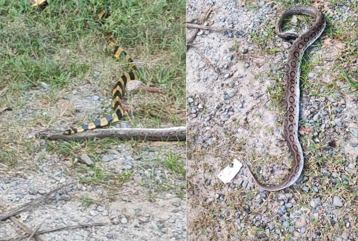 number of poisonous snakes increased in the forest in bahraich