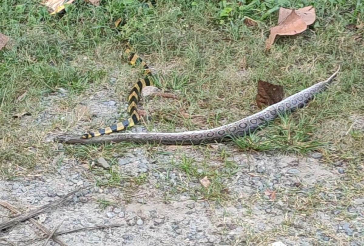 number of poisonous snakes increased in the forest in bahraich